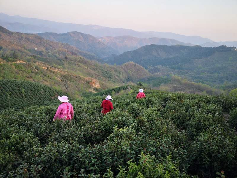 如何采摘茶树鲜叶？