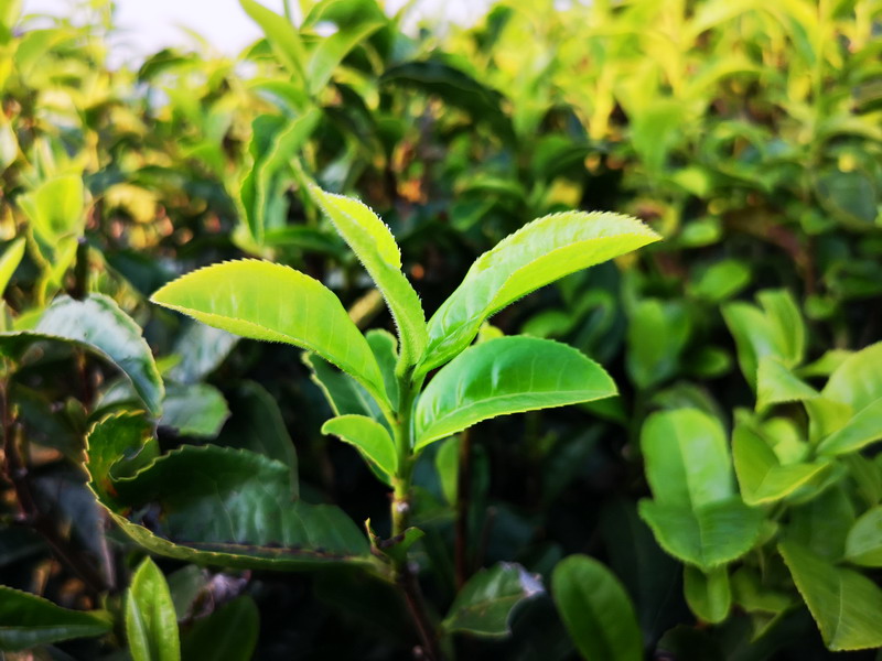 新娘茶俗大全解