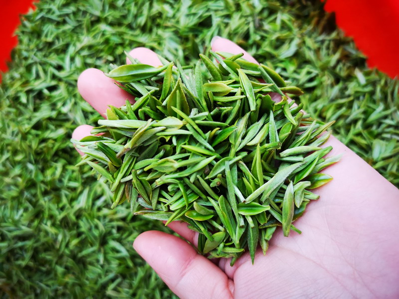 如何提高手工采茶效率?