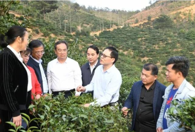科技赋能兴产业 专家实训助茶农增收