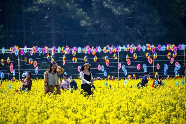 游人赏花观景，尽享美好春光。詹继成摄