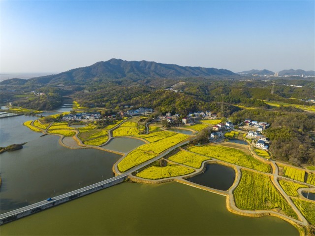 金黄的油菜花装扮山乡村野，色彩斑斓。李学华摄