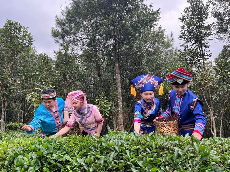 防城区：点绿成“金”“小小茶叶”铺就致富路
