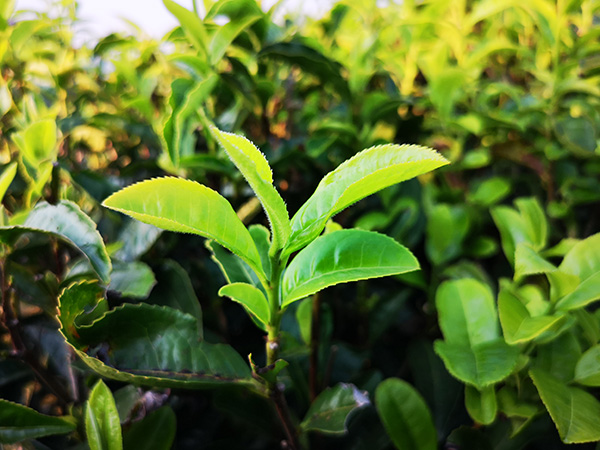 农村庭院中，这8种植物不能种，看似普通却存隐患