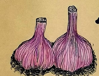 大蒜泡酒的功效与作用