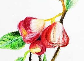 无花果干果的功效与作用