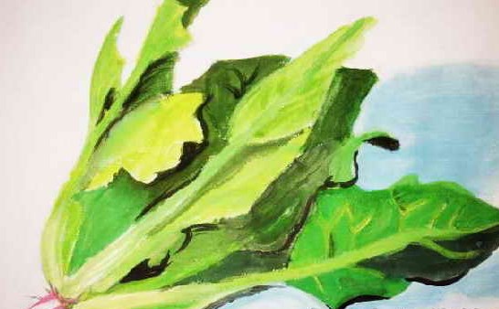 菠菜的功效与作用禁忌
