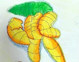 姜花的功效与作用