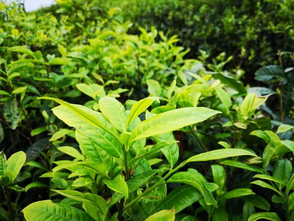 茶行业的消费新洞察