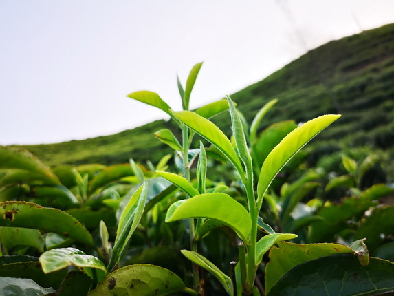 舌尖上的贵族“红茶”