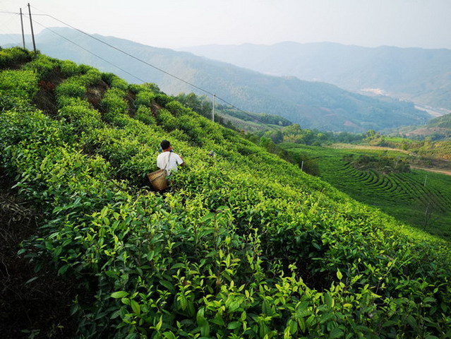 红茶是如何种植的？
