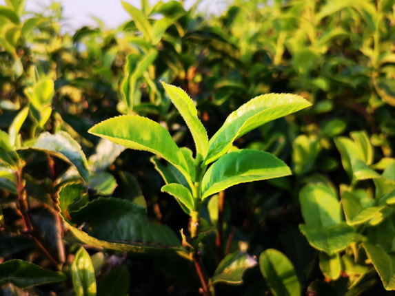 一片叶子何以更富一方百姓？——“三茶”统筹下浙江茶产业观察