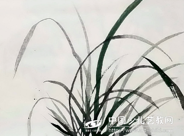 兰花新苗不长根是什么原因