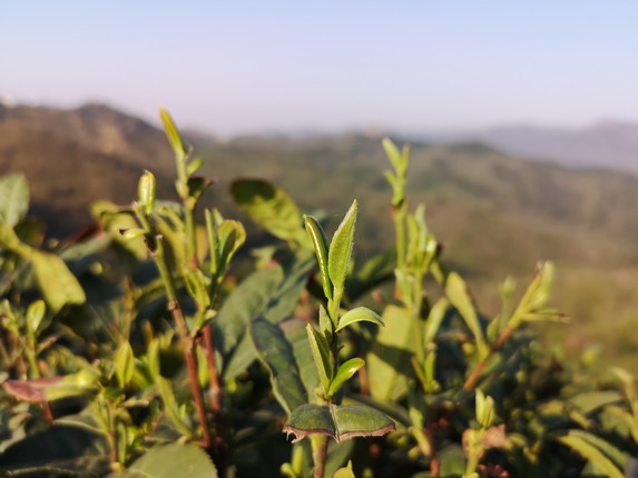 小茶叶托起大民生， 广西北部湾银行为民解忧奏响乡村振兴“致富曲”