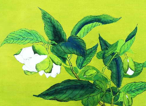 栀子花容易养活吗