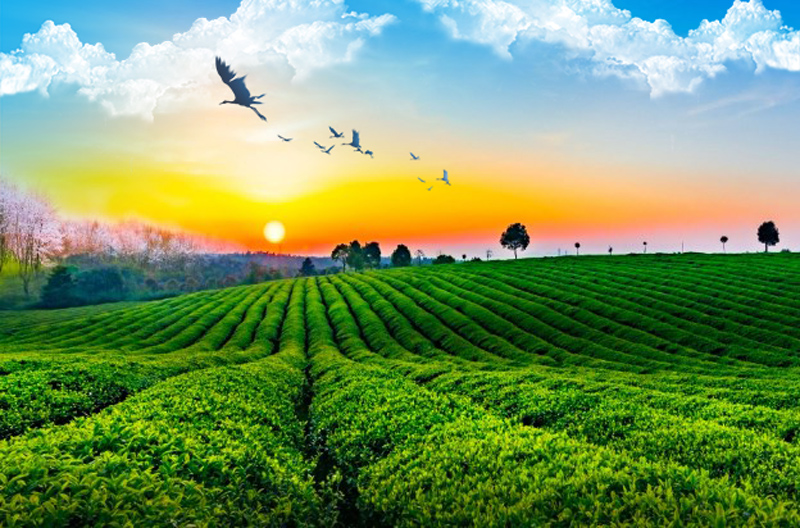 “茶旅融合”促振兴，以茶促旅 以旅带茶
