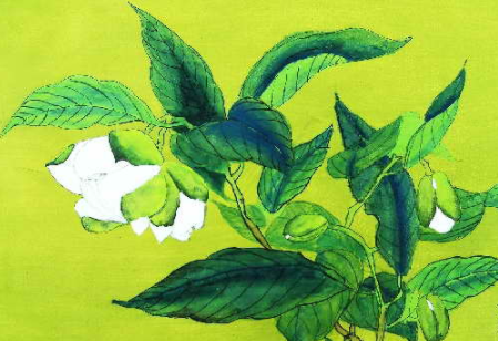 买回栀子花后是不是要立马换盆