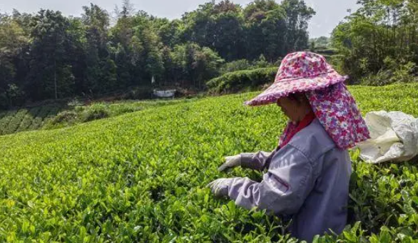 罗源：老茶旧颜改 振兴赋新能