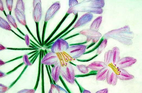 怎么让茉莉花花量大花期长