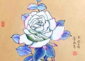 月季花新芽不带花苞是怎么回事