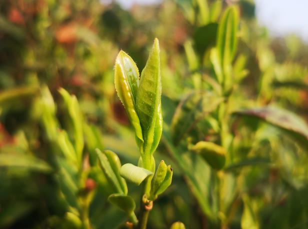 要喝好一杯茶，须要先知茶，再懂茶
