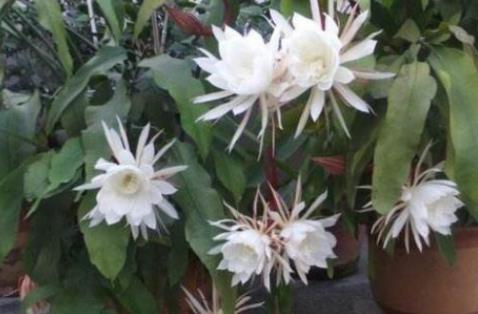 养昙花要不要搭架子,昙花养殖几年可以开花