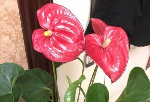 红掌花夏天怎么养护?红掌夏季可以换盆吗