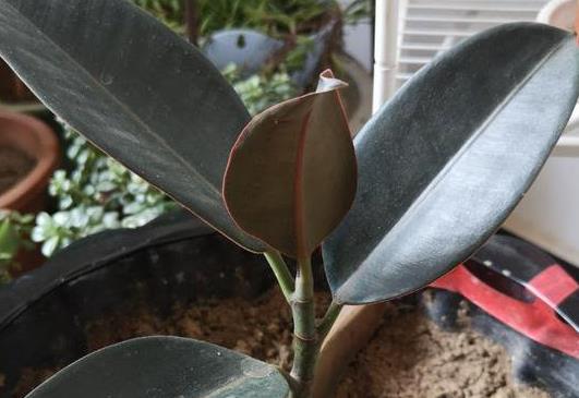 橡皮树打顶后不发芽怎么回事