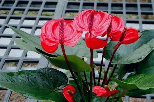 红掌在养殖期间应该如何催花