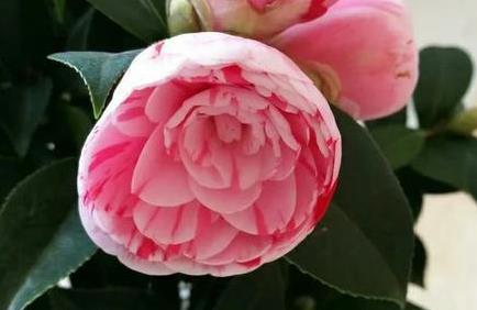 茶花在北方地区应该如何养护