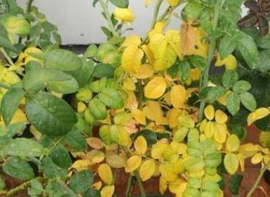 月季为什么不开花？