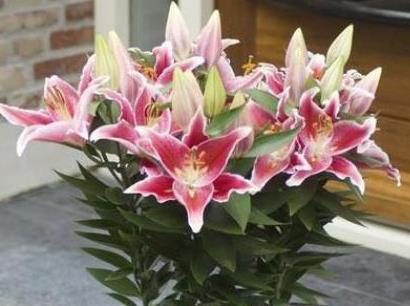 百合花凋谢之后如何养护