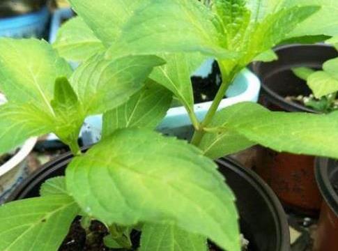 绣球花不开花原因是什么？
