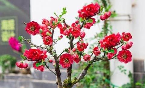 如何才能养好海棠花