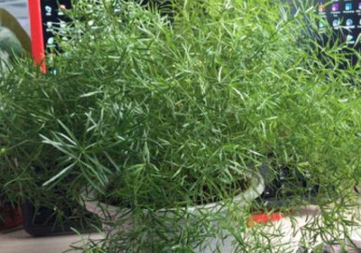 喝过的茶叶倒到花盆里能做肥料吗