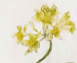 君子兰花期应该施什么肥