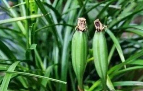 兰花长出像瓜一样的东西是什么