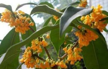 三年了，桂花树不开花的原因