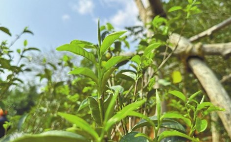 “三茶”统筹 云南向茶业强省迈进