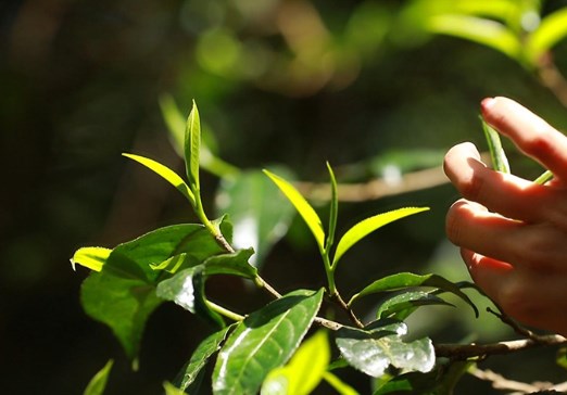 景迈山古茶林　香飘万里