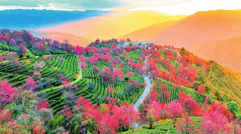 大理南涧：做优茶文旅 茶山变金山