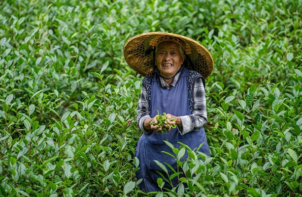 贵州“茶奶奶”：背篓撑起村里的茶产业