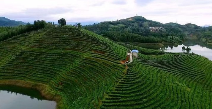 龙陵平达：茶产业健康向好发展