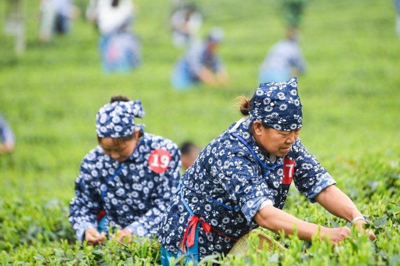 2024“永川秀芽杯”川渝合作泸永江产业带采茶大赛举行