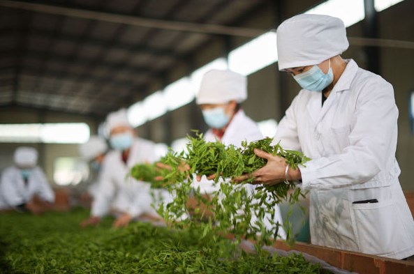 品牌多而不响　茶香难出“深巷” ——贵州茶产业发展观察
