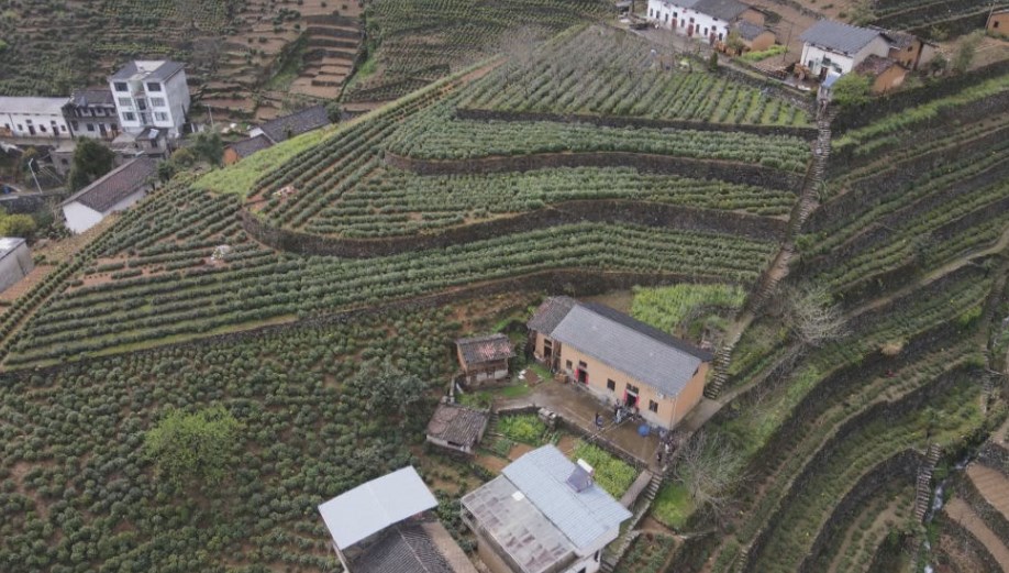 农业生产有“智慧”|茶生梯地：人文景观背后的生态智慧