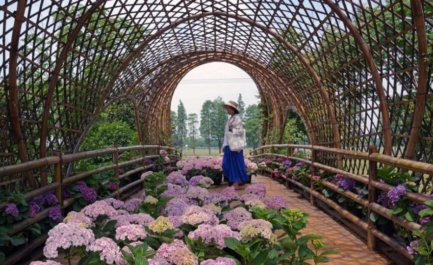 初夏上海 花“漾”乡村