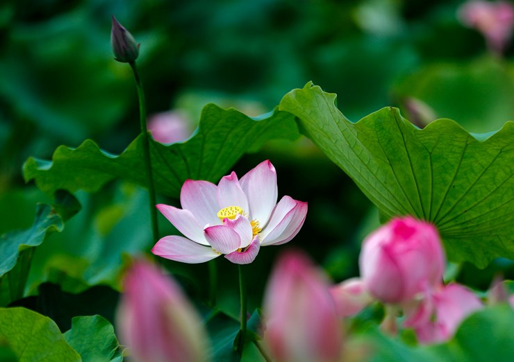 安徽南陵：栀子花开乡村美