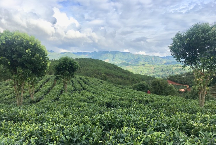 云南景谷做实茶产业 “绿色颜值”变“金色产值”