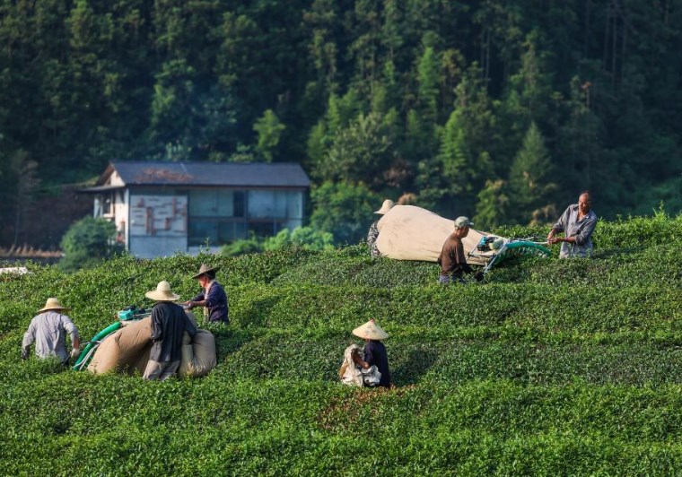 浙江建德：夏茶迎丰收